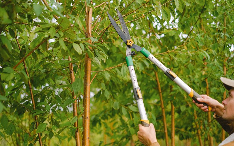 Tree trimming in Roxbury, KS