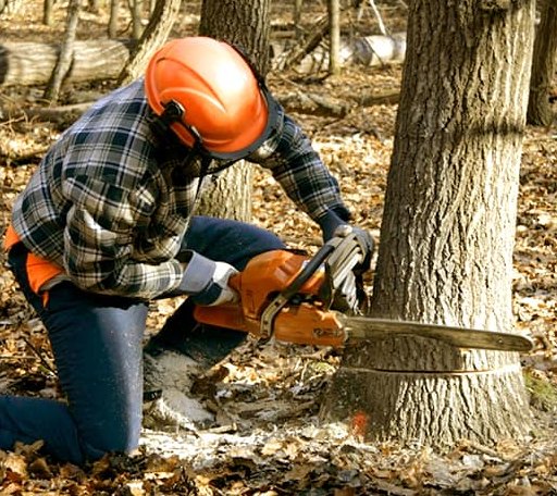 Tree Removal in Roxbury, KS